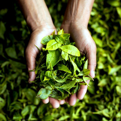 The Journey of a Tea Leaf: From Harvest to Your Cup