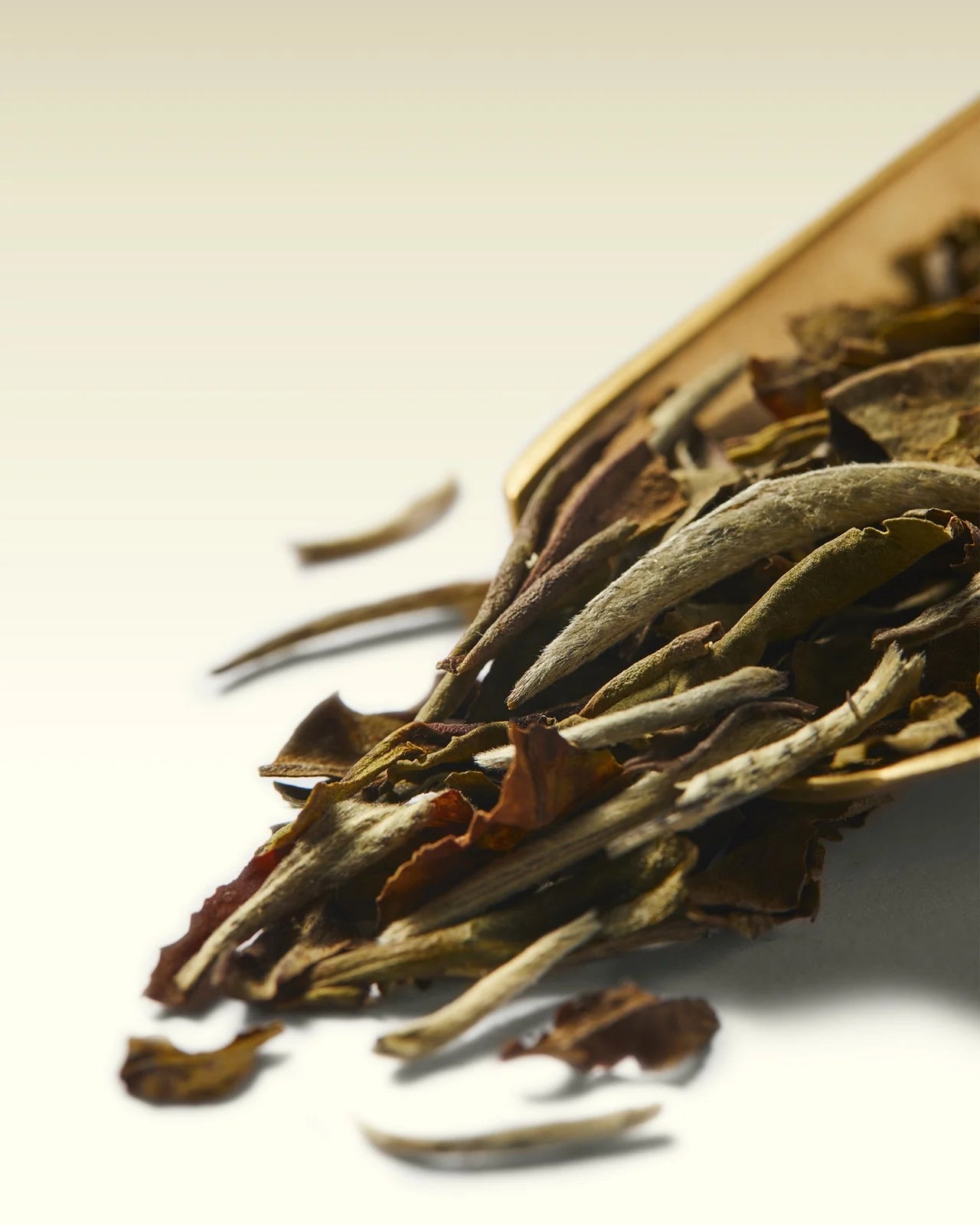 1837 White Tea